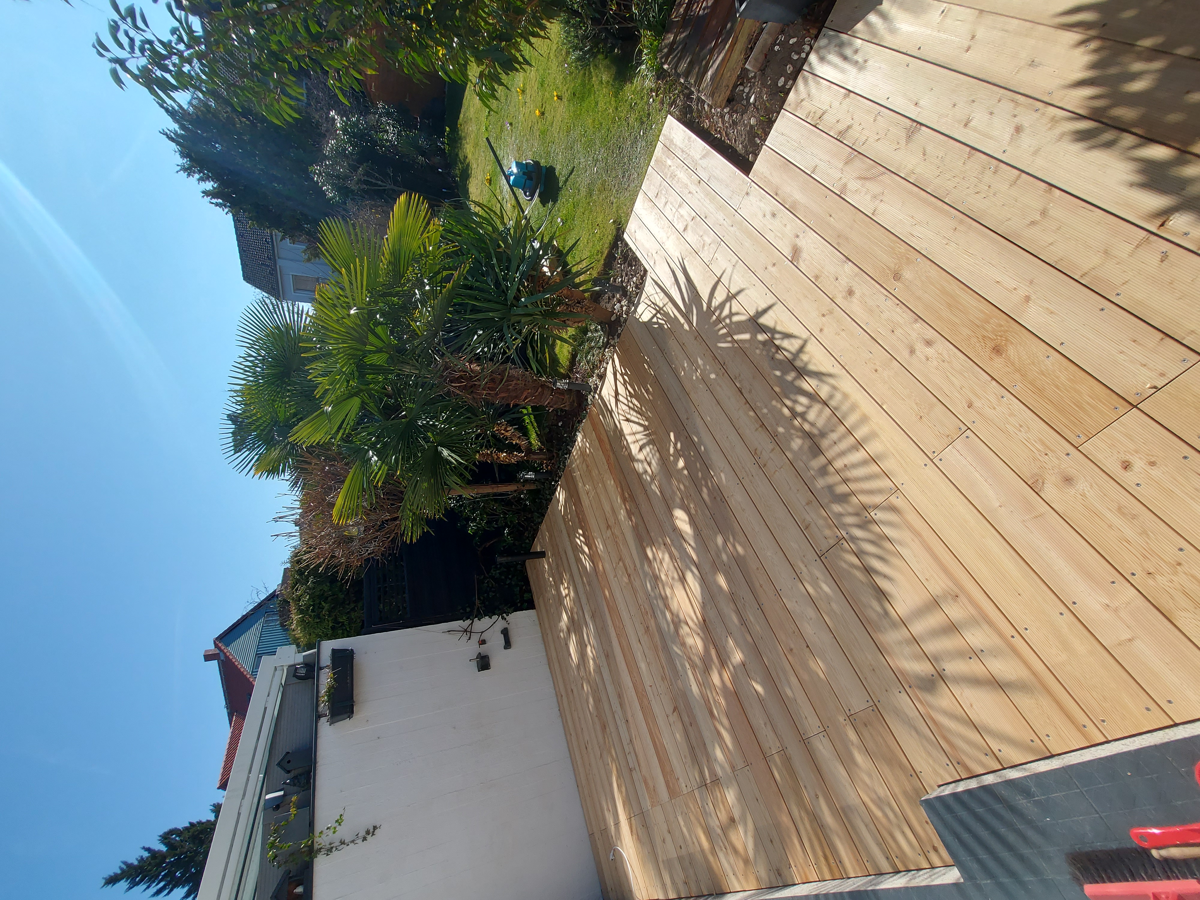 Palmenlaerche2
